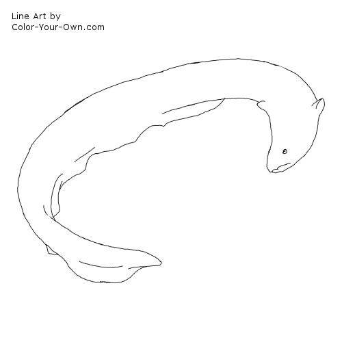 Electric Eel Line Art