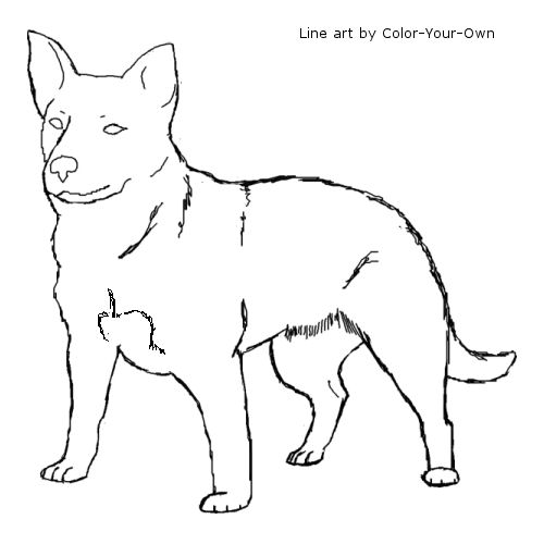 Australian Cattle Dog Line Art