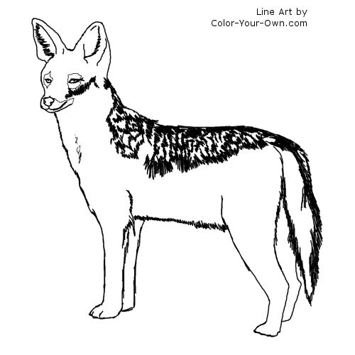 Black-backed Jackal Line Art