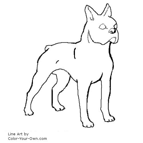 Boston Terrier Line Art