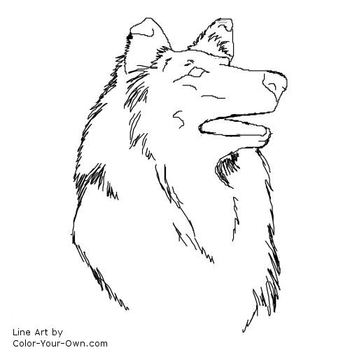 Rough Collie - Headstudy Line Art