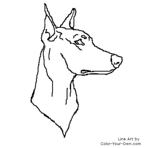 Doberman Pinscher head study