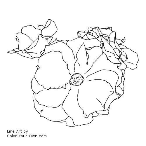 Rose Line Art