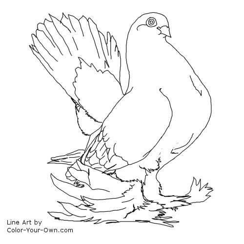 Fancy Pigeon Line Art