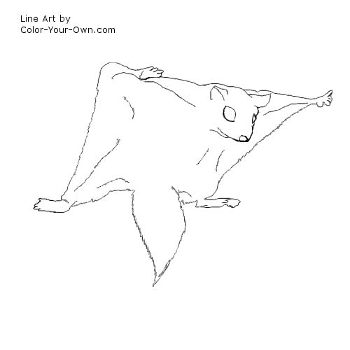 Flying Squirrel line art