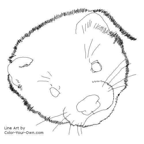 Ferret Line Art