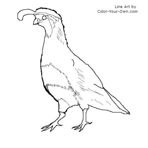 Gambel's Quail Line Art