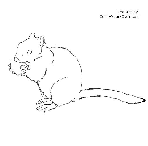 Ground Squirrel line art