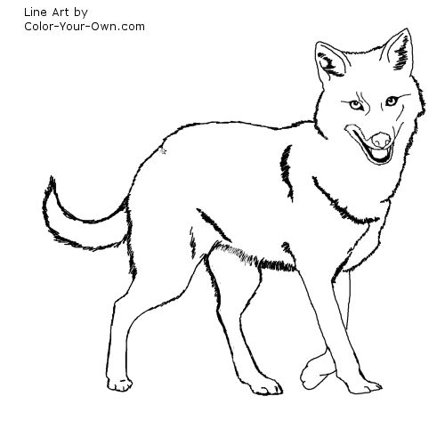 Golden Jackal Line Art