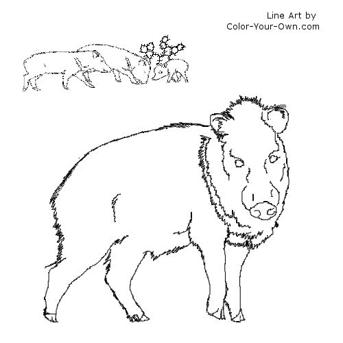 Javelina Line Art