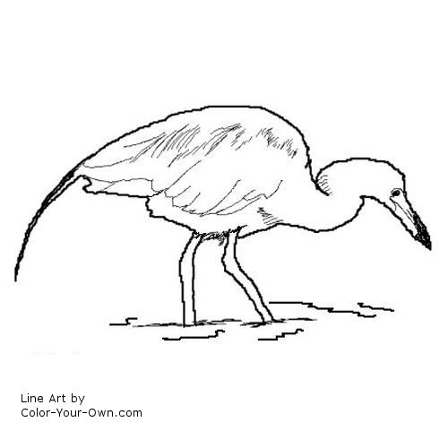 Little Blue Heron Line Art