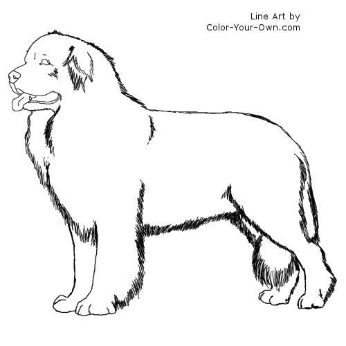 Newfoundland Dog Line Art