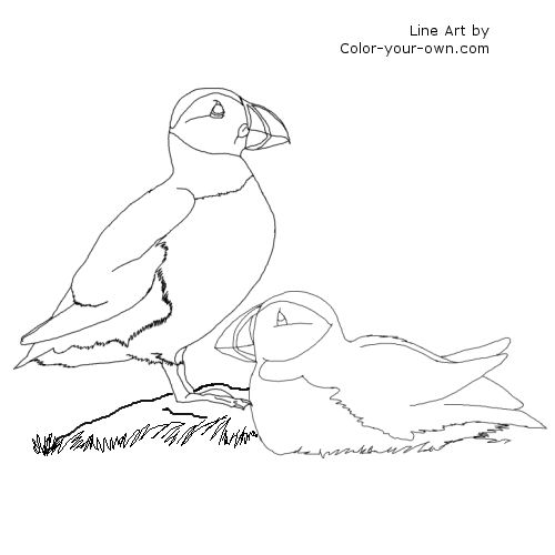 Puffins Line Art