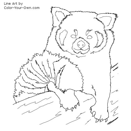 Red Panda line art