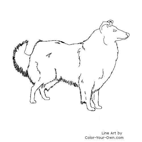 Rough Collie Line Art