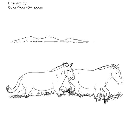 Przewalski Horse Line Art