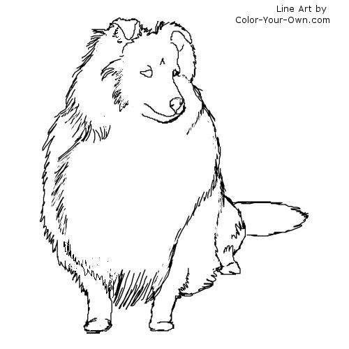 Shetland Sheepdog Line Art