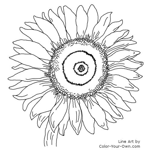 Sunflower Line Art