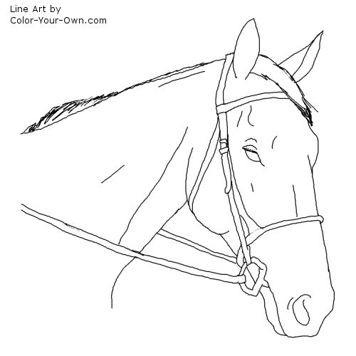 Thoroughbred Hunter Headstudy line art