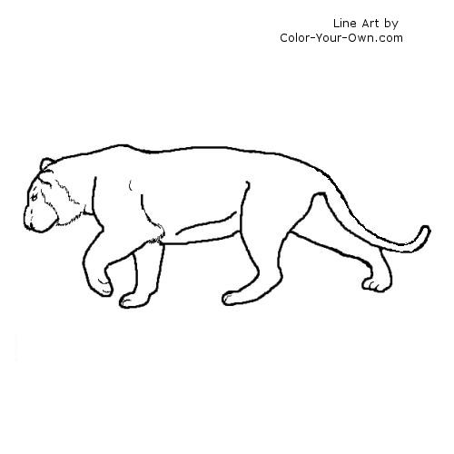 tiger line art