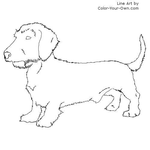 Wirehaired Dachshund Line Art