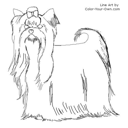 Yorkshire terrier dog line art